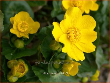 Caltha palustris