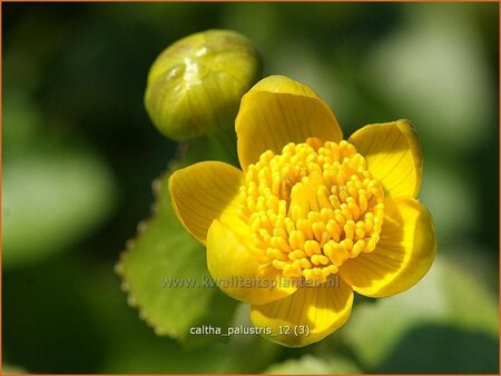 Caltha palustris