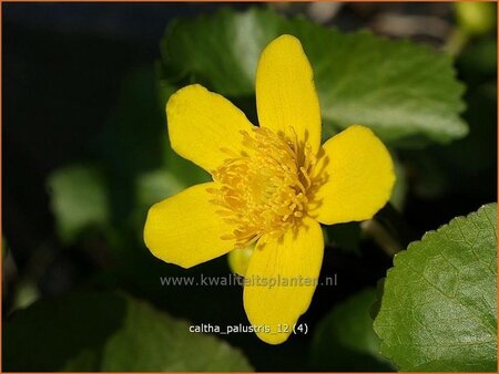 Caltha palustris