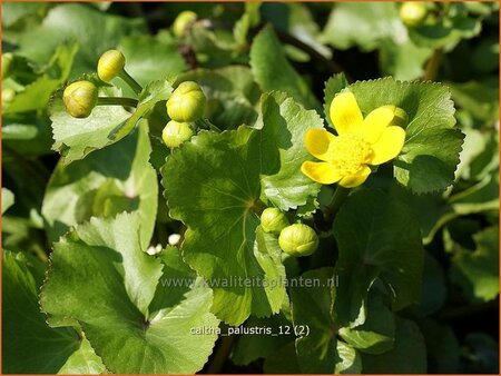 Caltha palustris