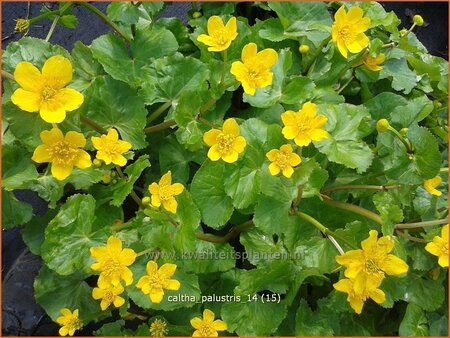 Caltha palustris