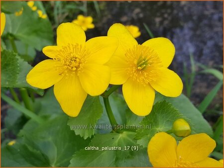 Caltha palustris