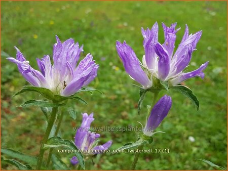 Campanula glomerata &#39;Genti Twisterbell&#39;