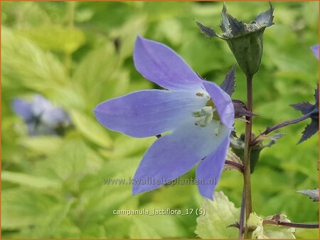 Campanula lactiflora