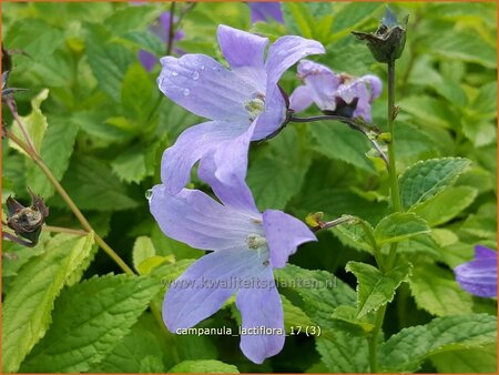 Campanula lactiflora
