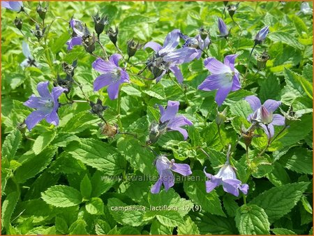 Campanula lactiflora
