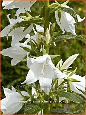 Campanula latifolia &#39;Alba&#39;