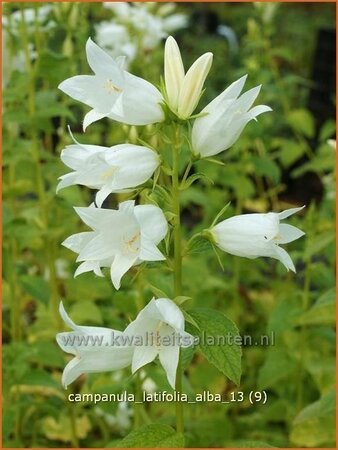 Campanula latifolia &#39;Alba&#39;