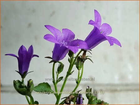 Campanula portenschlagiana &#39;Catharina&#39;