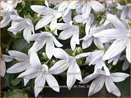 Campanula poscharskyana &#39;E.H. Frost&#39;