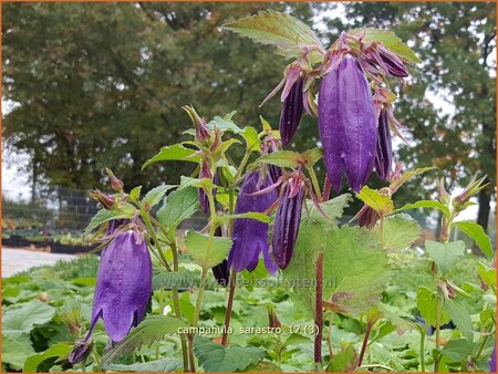 Campanula &#39;Sarastro&#39;