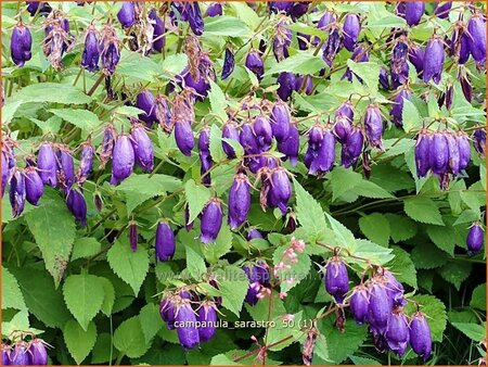 Campanula &#39;Sarastro&#39;