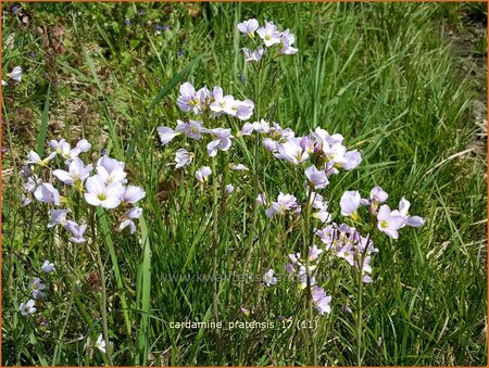 Cardamine pratensis