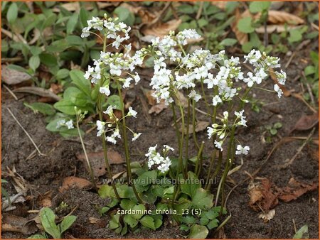 Cardamine trifolia