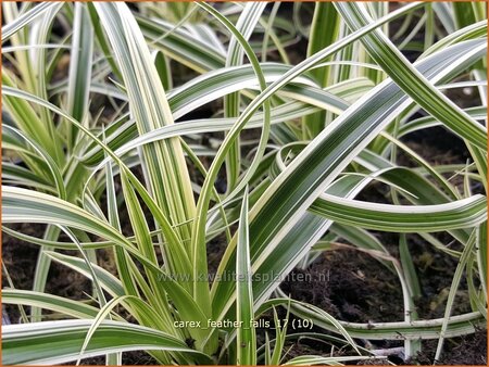 Carex 'Feather Falls'