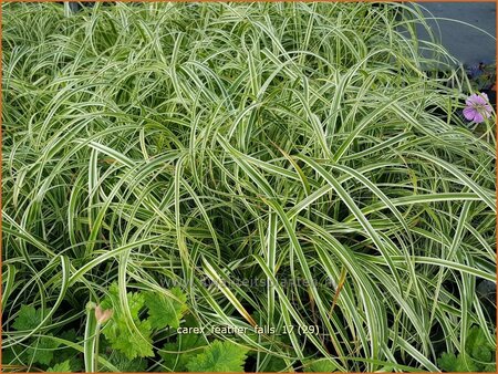 Carex 'Feather Falls'