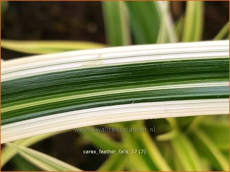 Carex 'Feather Falls'