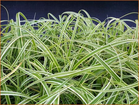 Carex 'Feather Falls'