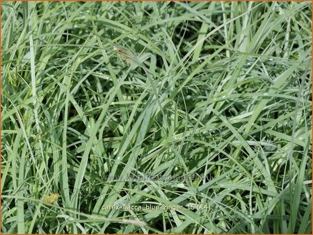 Carex flacca &#39;Blue Zinger&#39;