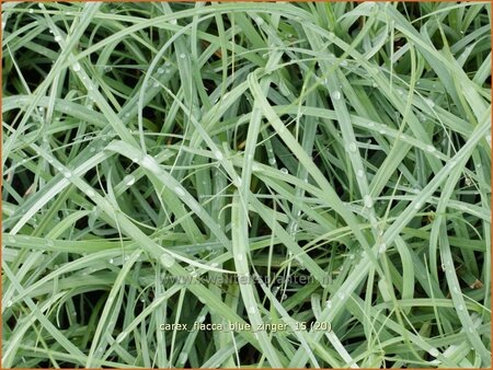 Carex flacca &#39;Blue Zinger&#39;