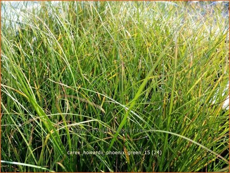 Carex howardii &#39;Phoenix Green&#39;