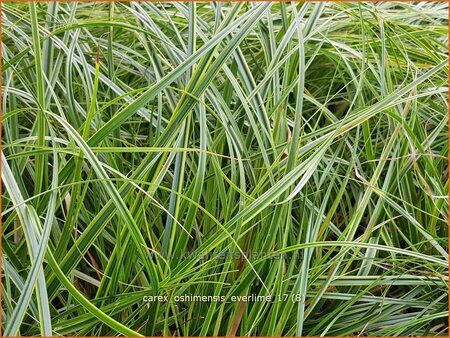 Carex oshimensis 'Everlime'