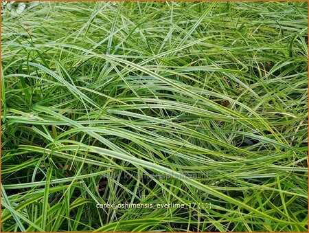 Carex oshimensis 'Everlime'