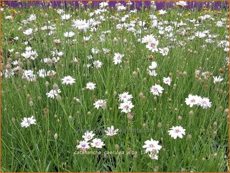 Catananche caerulea &#39;Alba&#39;