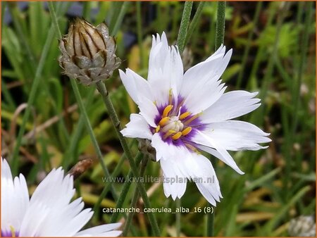 Catananche caerulea &#39;Alba&#39;