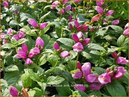 Chelone obliqua &#39;Pink Turtle&#39;