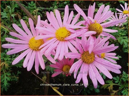 Chrysanthemum &#39;Clara Curtis&#39;