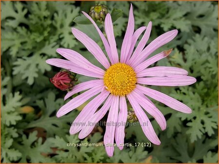 Chrysanthemum &#39;Clara Curtis&#39;