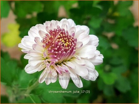 Chrysanthemum &#39;Julia&#39;