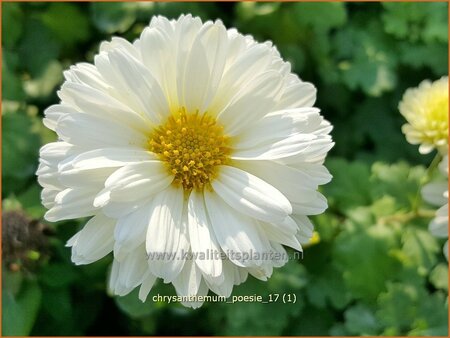 Chrysanthemum &#39;Poesie&#39;