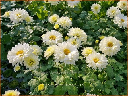 Chrysanthemum &#39;Poesie&#39;