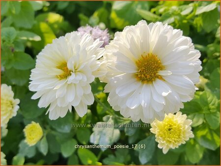 Chrysanthemum &#39;Poesie&#39;