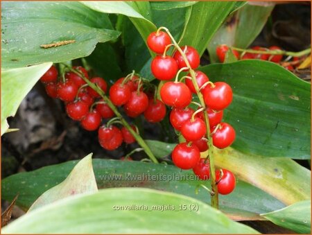 Convallaria majalis