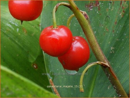 Convallaria majalis