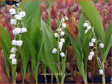 Convallaria majalis