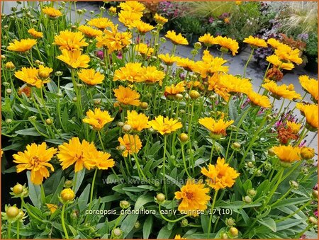 Coreopsis grandiflora &#39;Early Sunrise&#39;