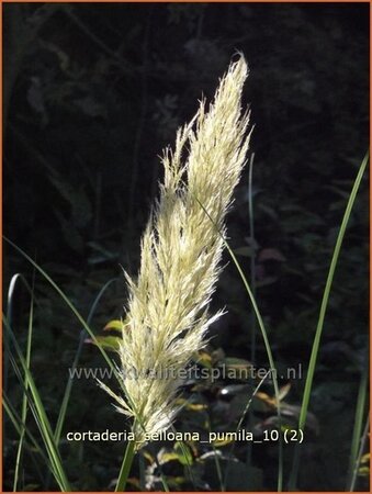 Cortaderia selloana &#39;Pumila&#39;