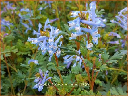 Corydalis flexuosa &#39;Purple Leaf&#39;