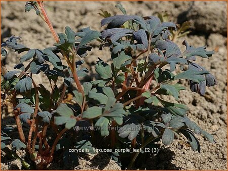 Corydalis flexuosa &#39;Purple Leaf&#39;