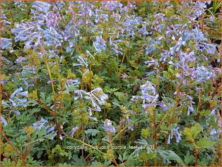 Corydalis flexuosa &#39;Purple Leaf&#39;