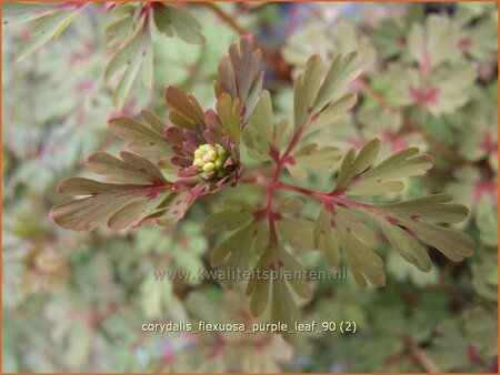 Corydalis flexuosa &#39;Purple Leaf&#39;