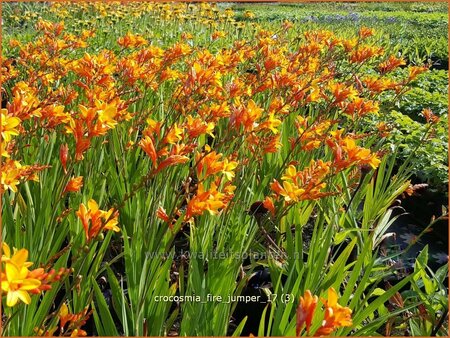 Crocosmia &#39;Fire Jumper&#39;