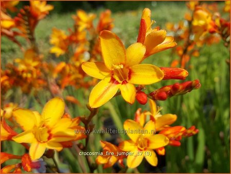 Crocosmia 'Fire Jumper'