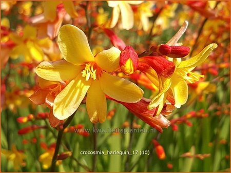 Crocosmia 'Harlequin'