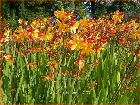 Crocosmia 'Harlequin'