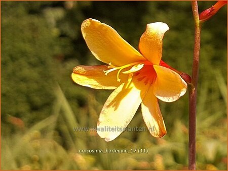 Crocosmia 'Harlequin'